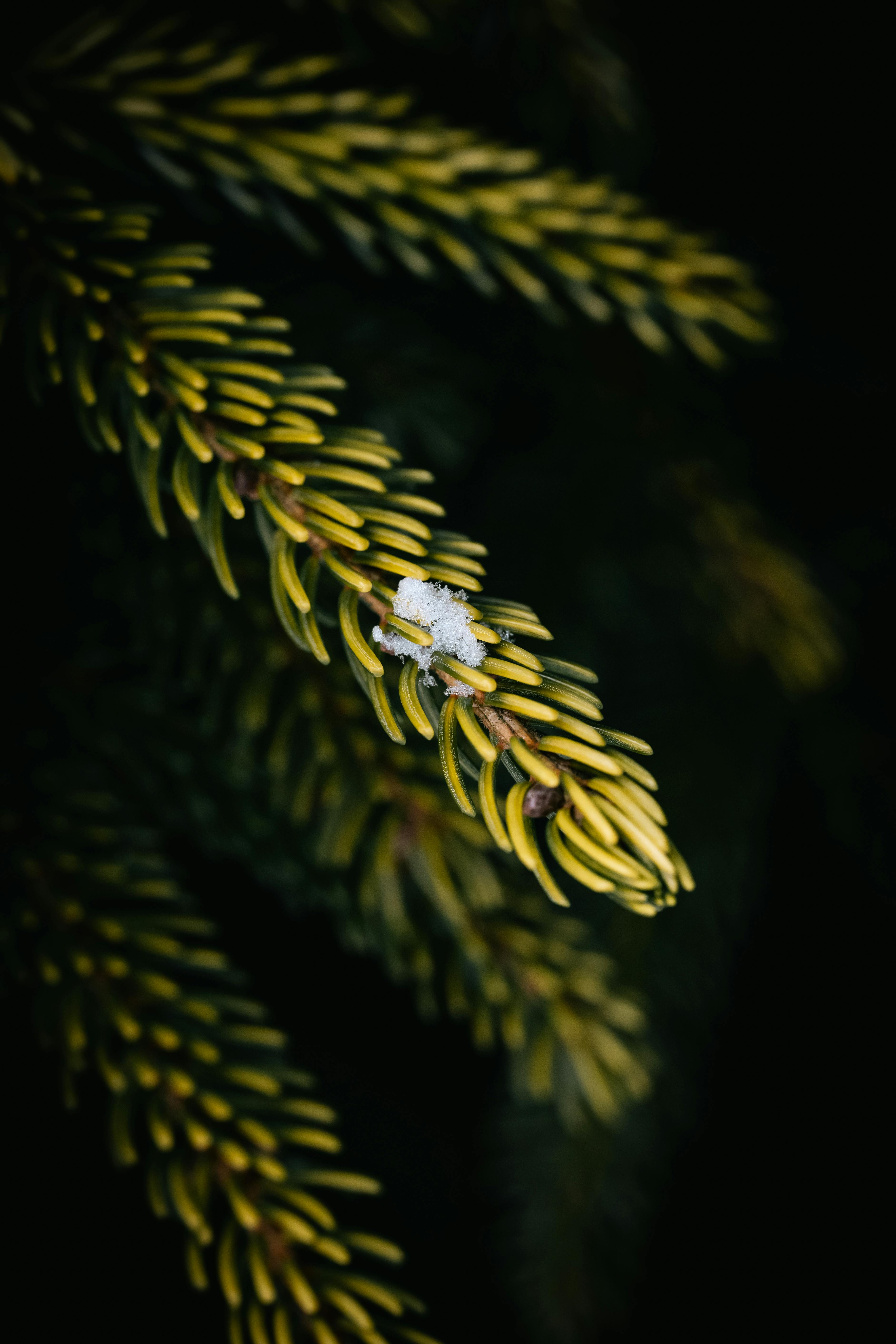 Detailed macro shot of snow resting on evergreen tree needles.
