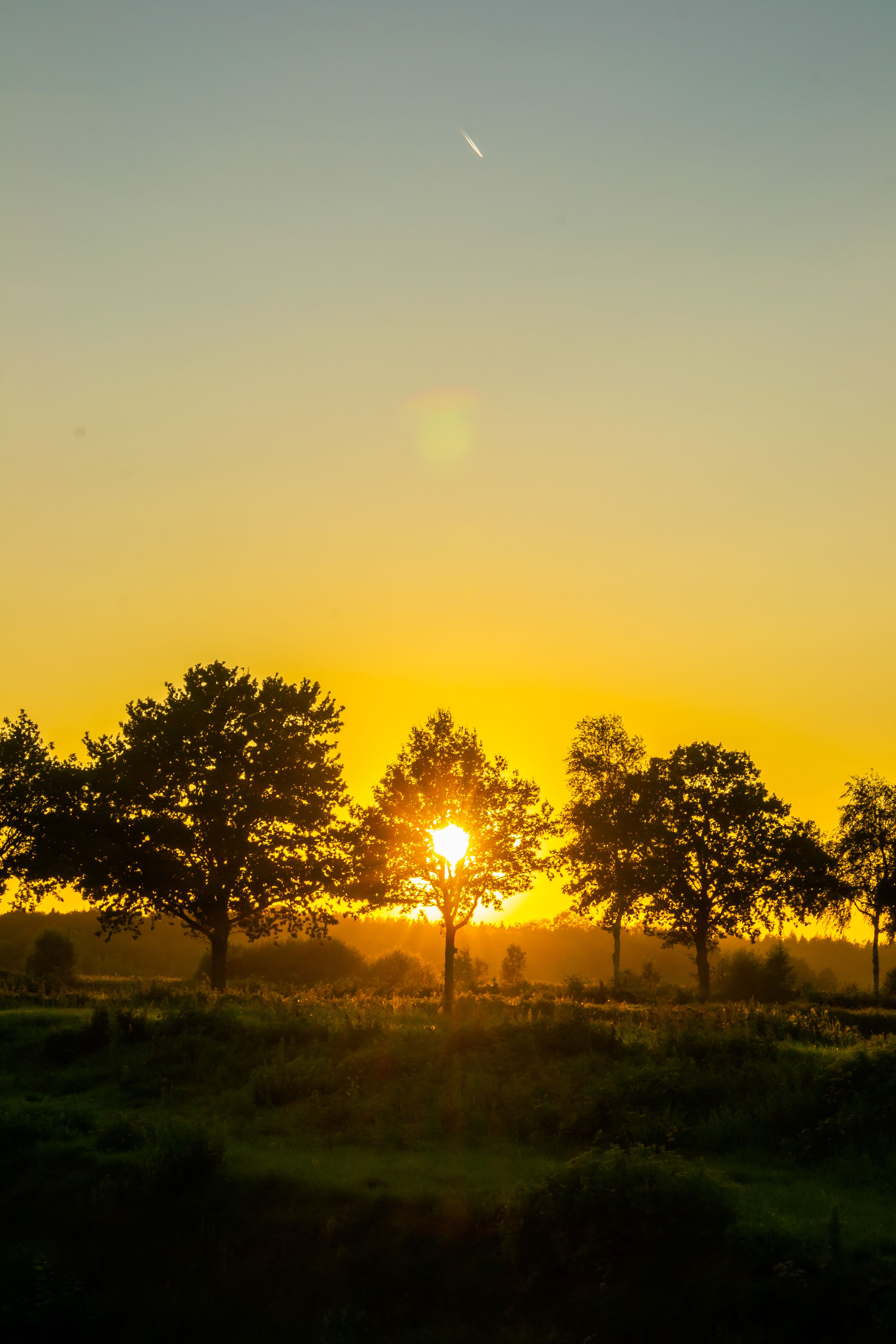 A captivating sunset view with silhouetted trees in Nederland, evoking a serene and warm ambiance.