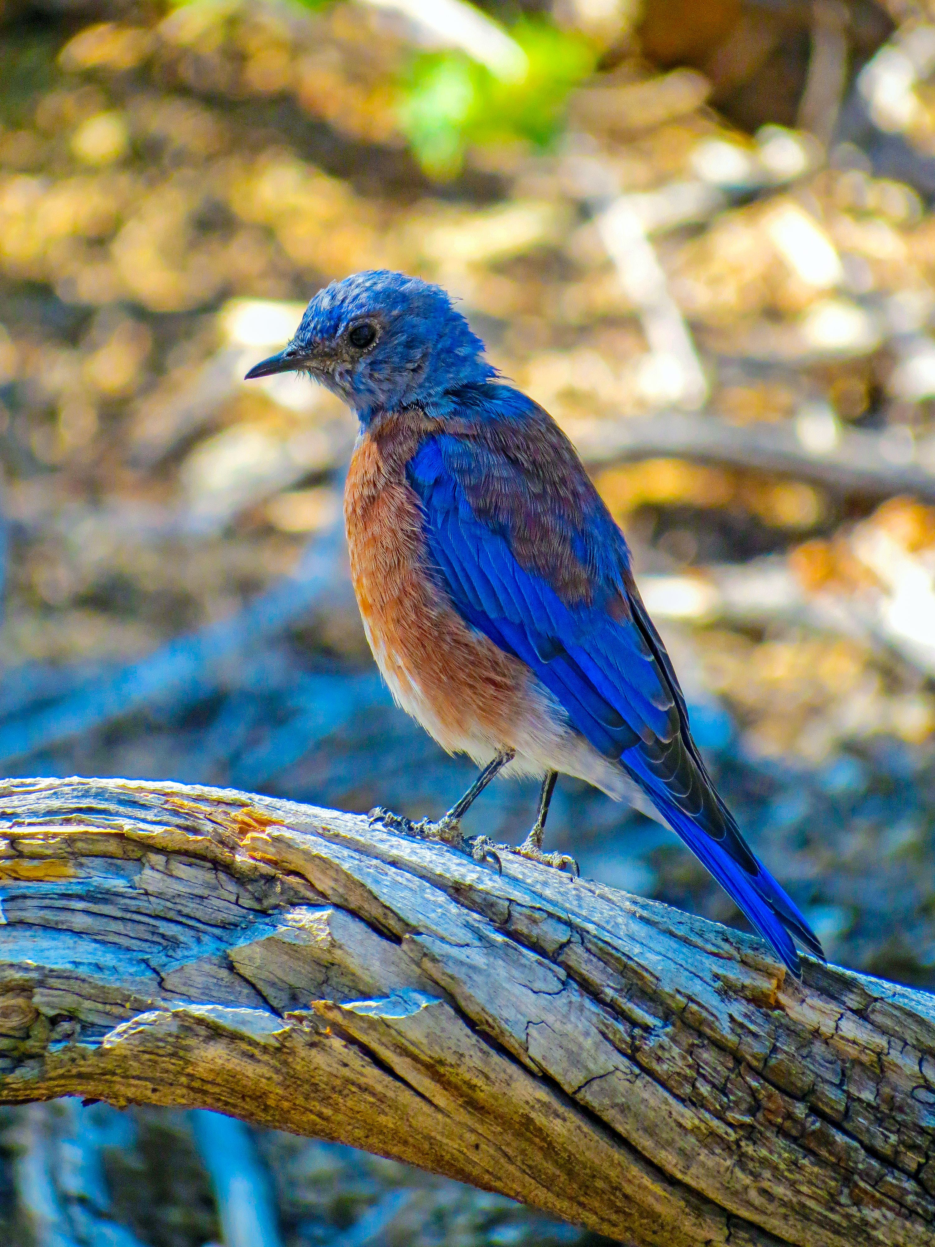 Vibrant Bluebird on a Rustic Branch in Nature · Free Stock Photo