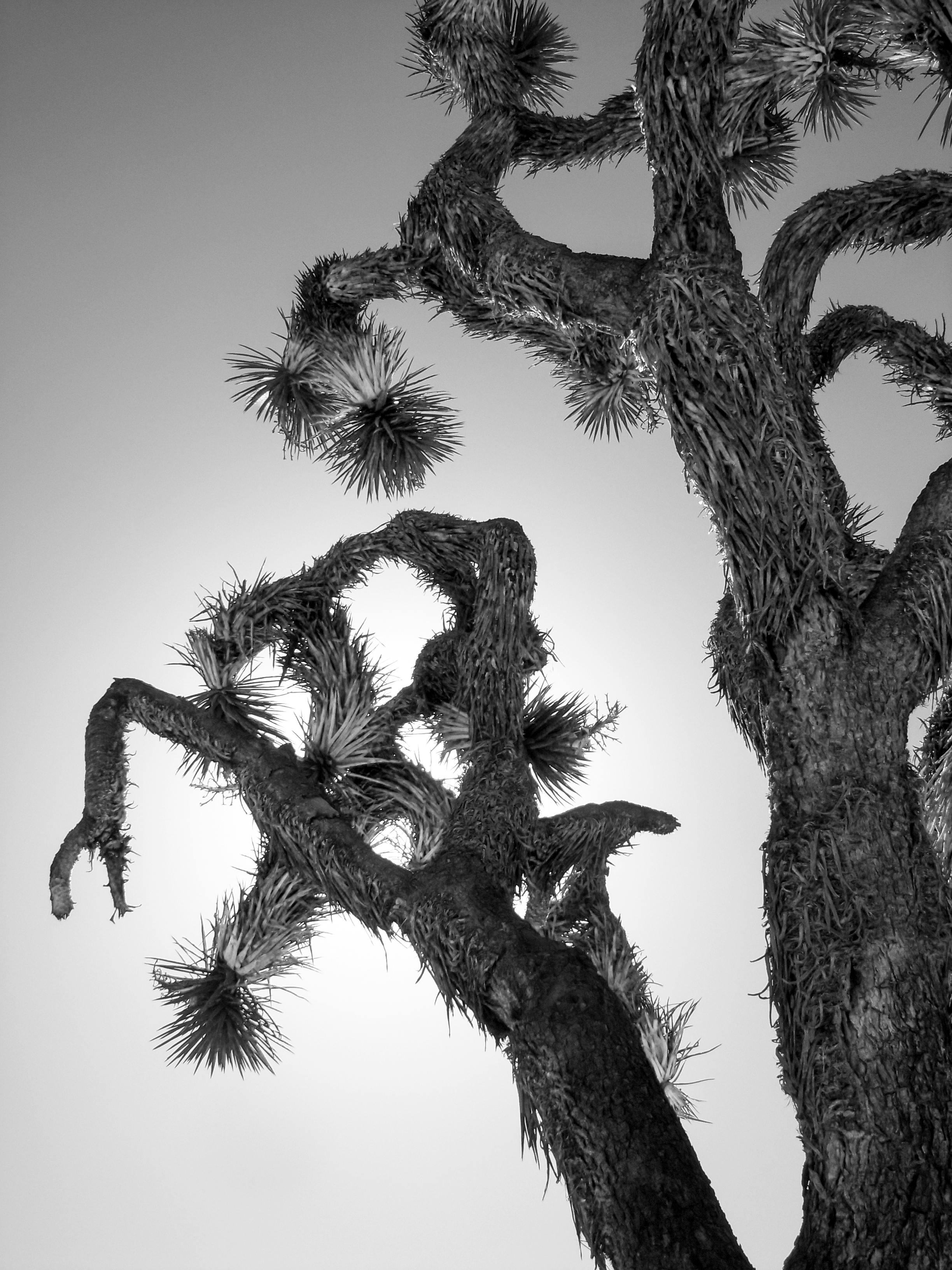 Breathtaking black and white photograph capturing the striking form of a Joshua tree against the sky.