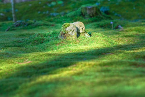 Gray Rock Formation on Grass Field