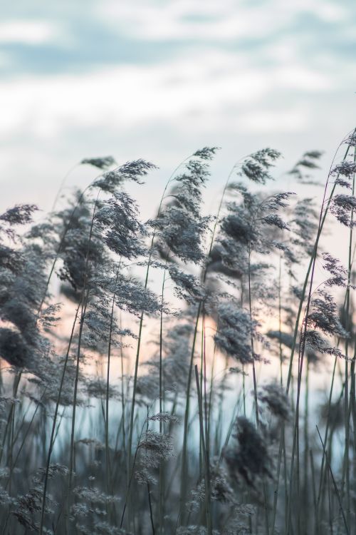 Free Tall grasses gently swaying in a serene, cloudy evening atmosphere. Stock Photo
