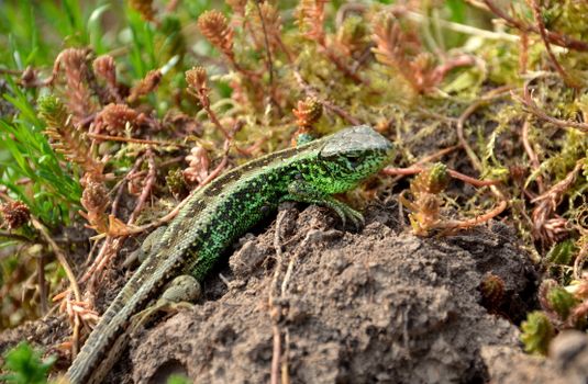 lizard photo