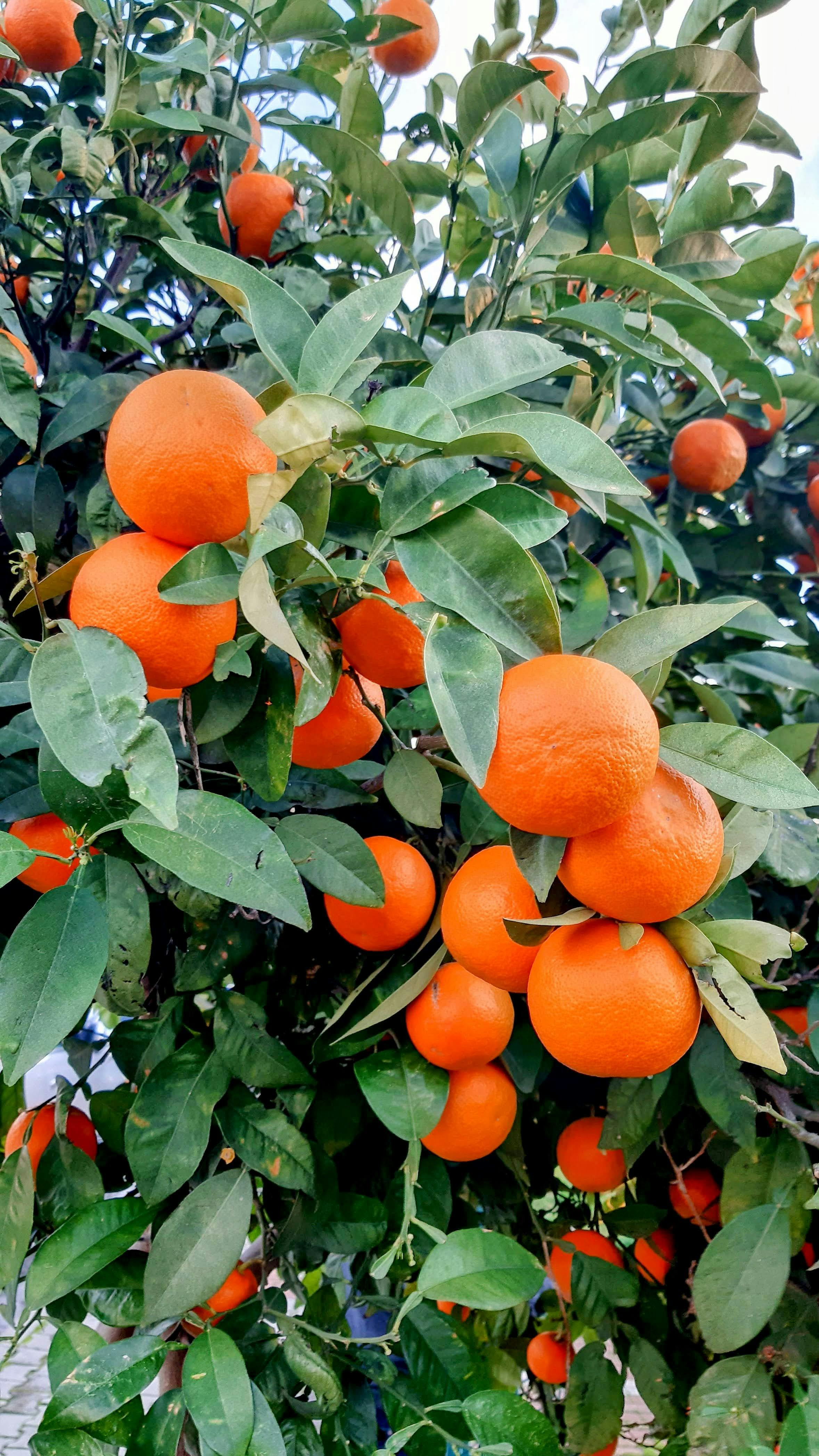 Kangyuan Herb Explores the Potential of Organic Immature Bitter Orange Extract 2 A lush orange tree filled with ripe, bright oranges perfect for harvest and juicing.