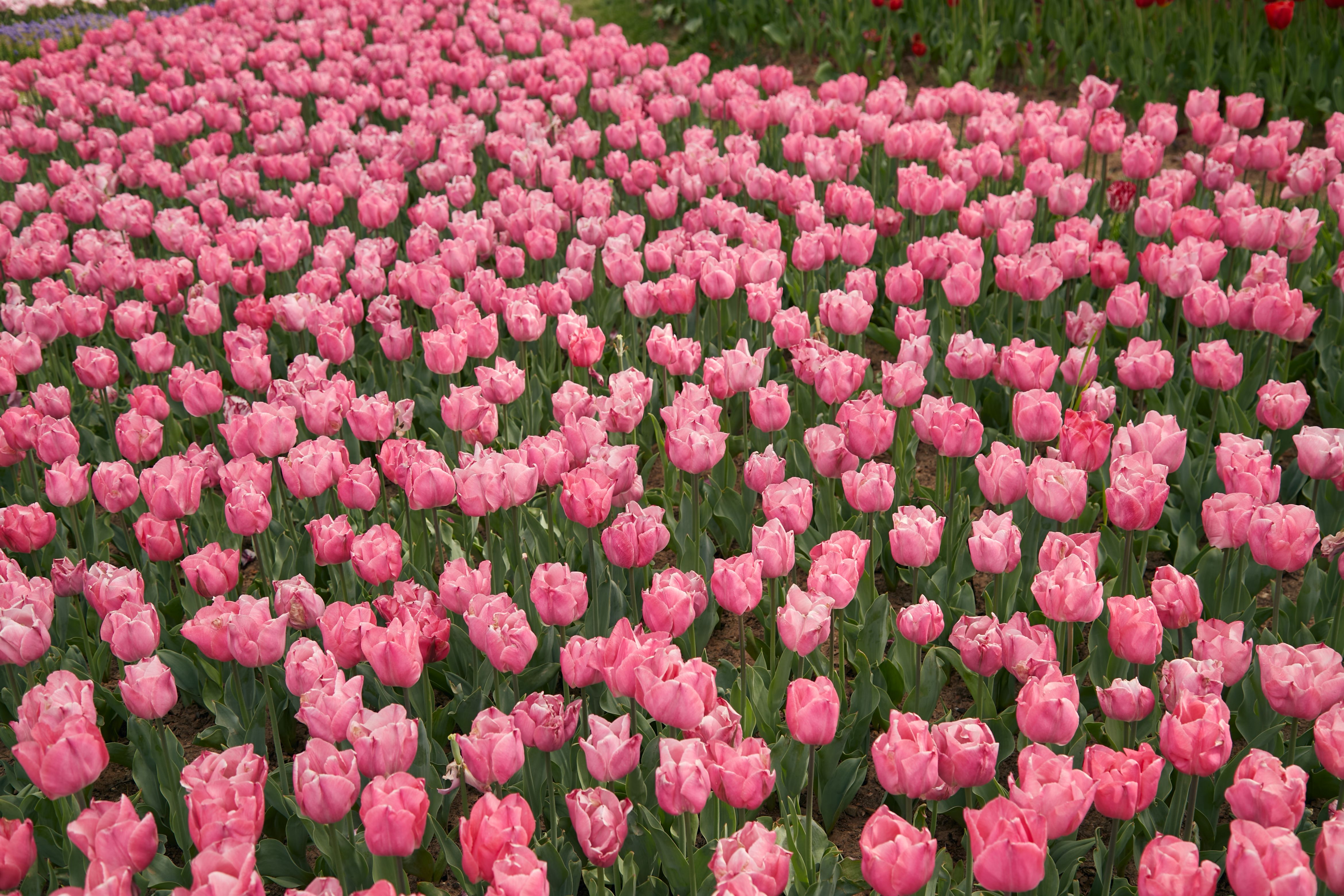 Vibrant Field of Pink Tulips in Bloom · Free Stock Photo