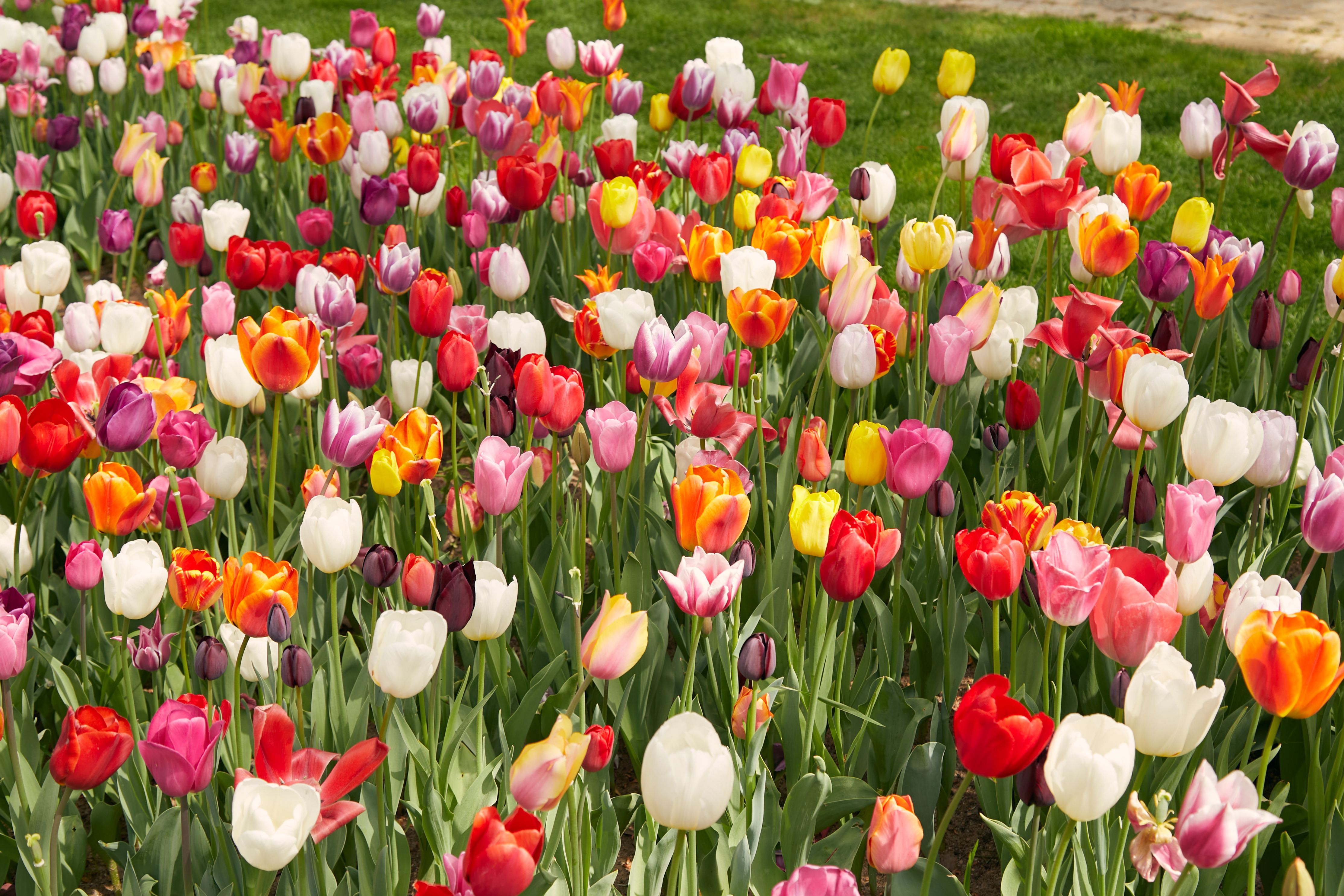 Vibrant Spring Tulip Garden in Bloom · Free Stock Photo
