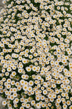 A stunning field of daisies in full bloom, showcasing nature's vivid beauty.