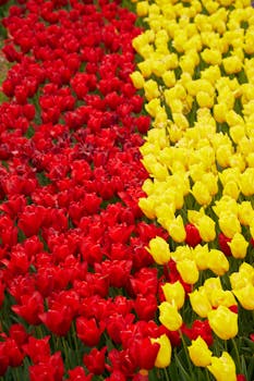 A stunning array of red and yellow tulips in full bloom in the garden, capturing spring's vibrant colors.