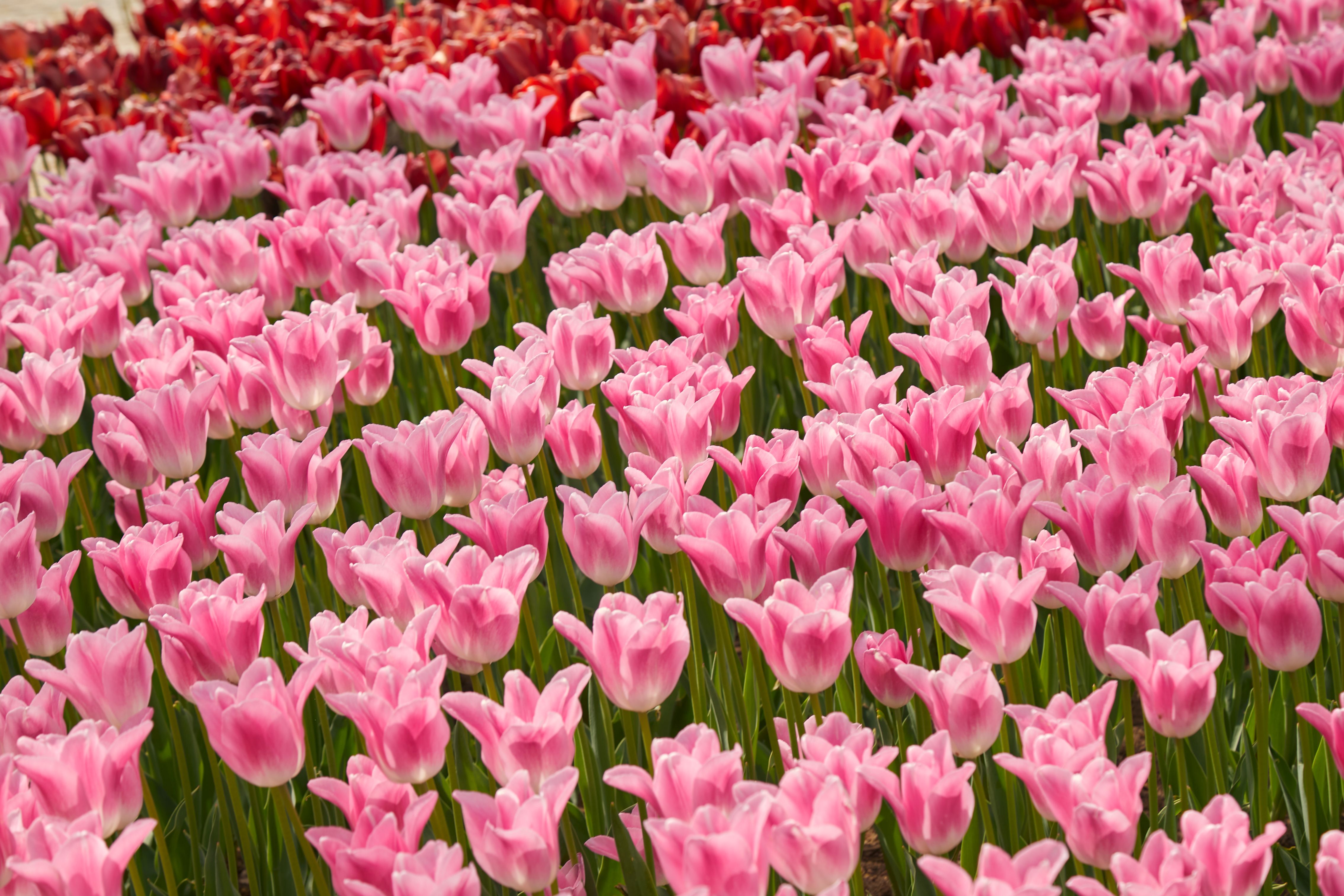 Vibrant Field of Blooming Pink Tulips in Spring · Free Stock Photo
