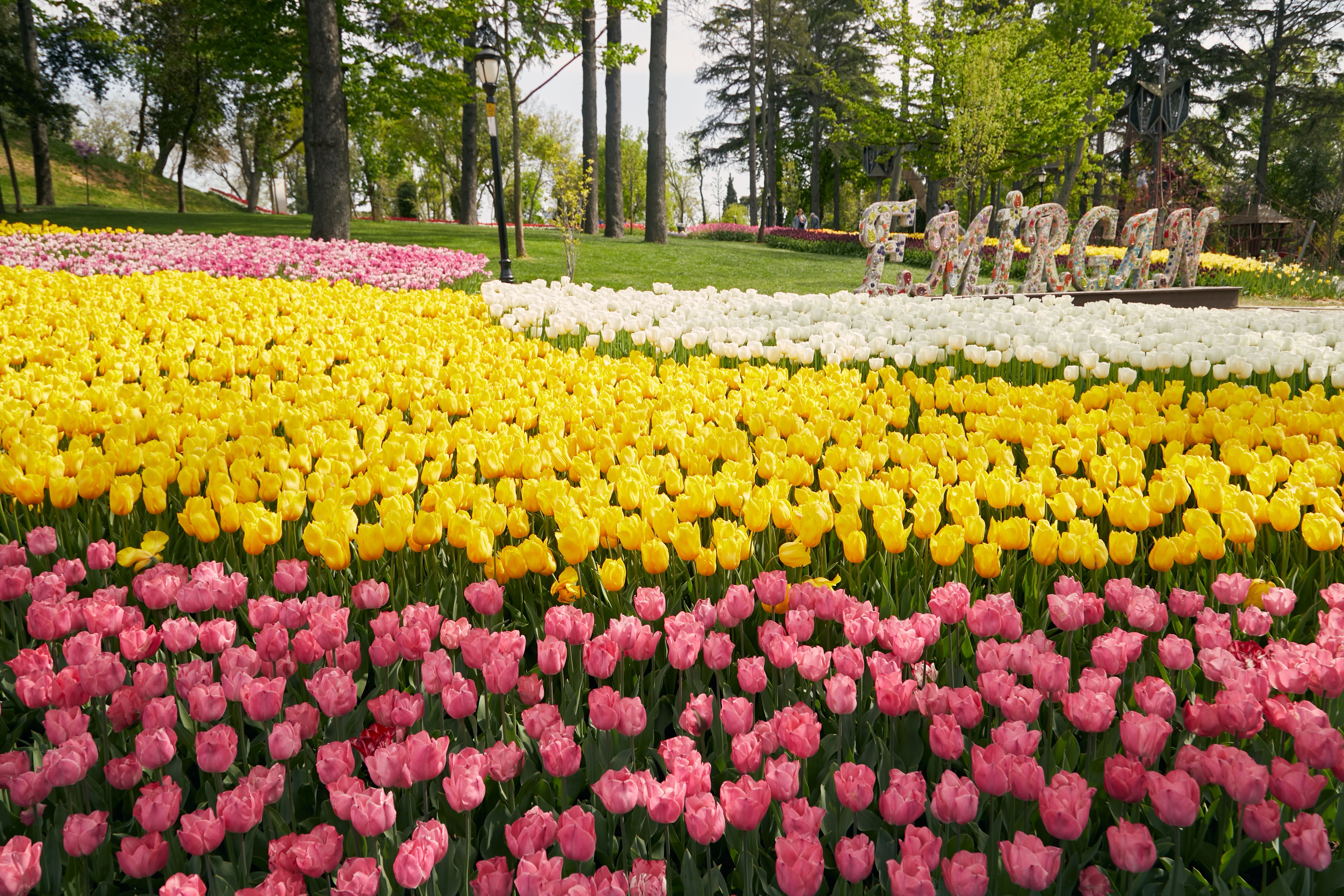 Vibrant tulip display in Emirgan Park with pink, yellow, and white blooms.