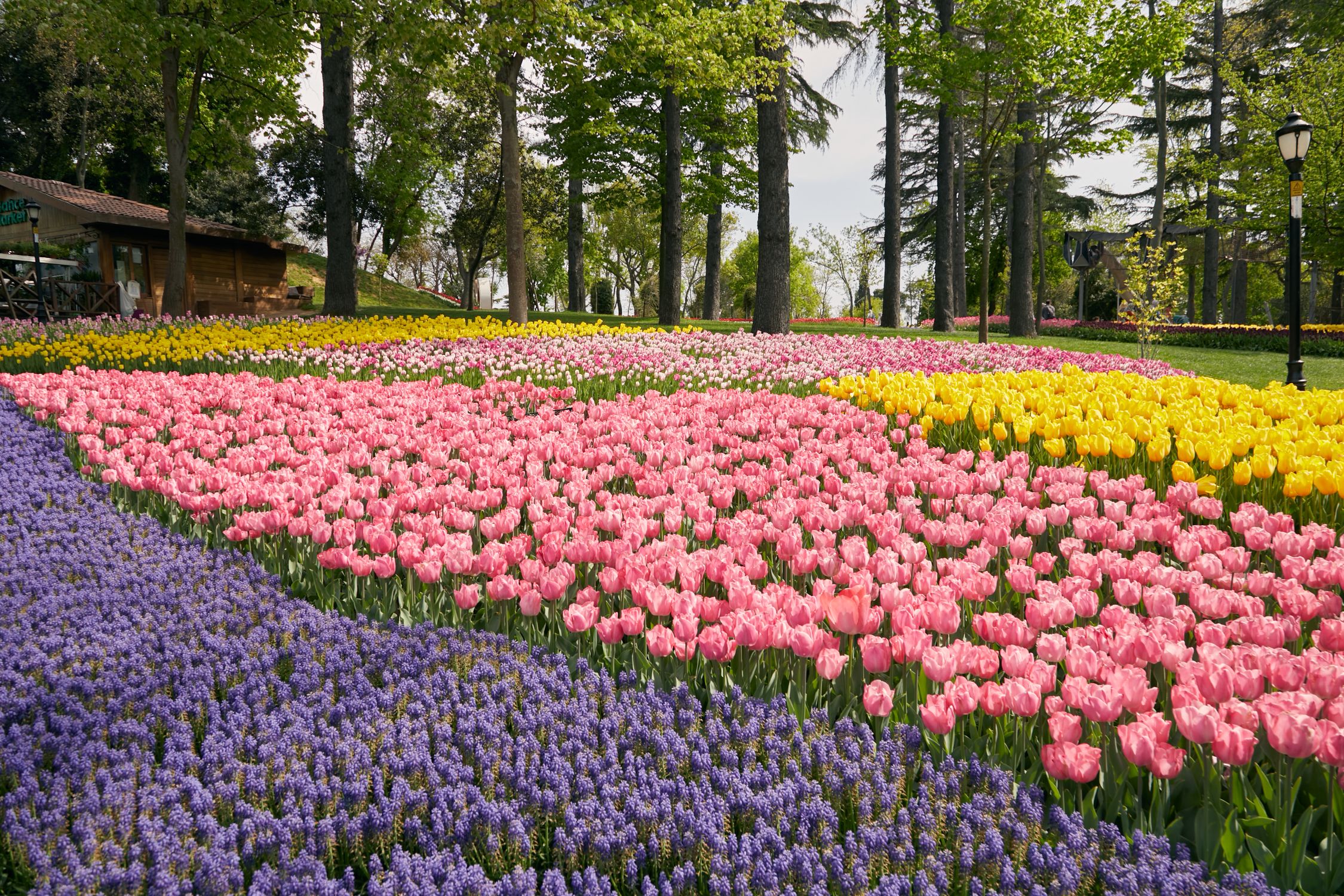 Colorful Tulip Garden in Bloom During Spring · Free Stock Photo