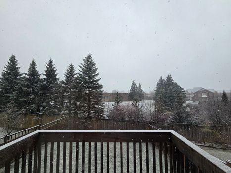A snowy winter day captured in a backyard with tall pine trees and houses.