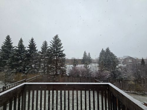 Free A snowy winter day captured in a backyard with tall pine trees and houses. Stock Photo
