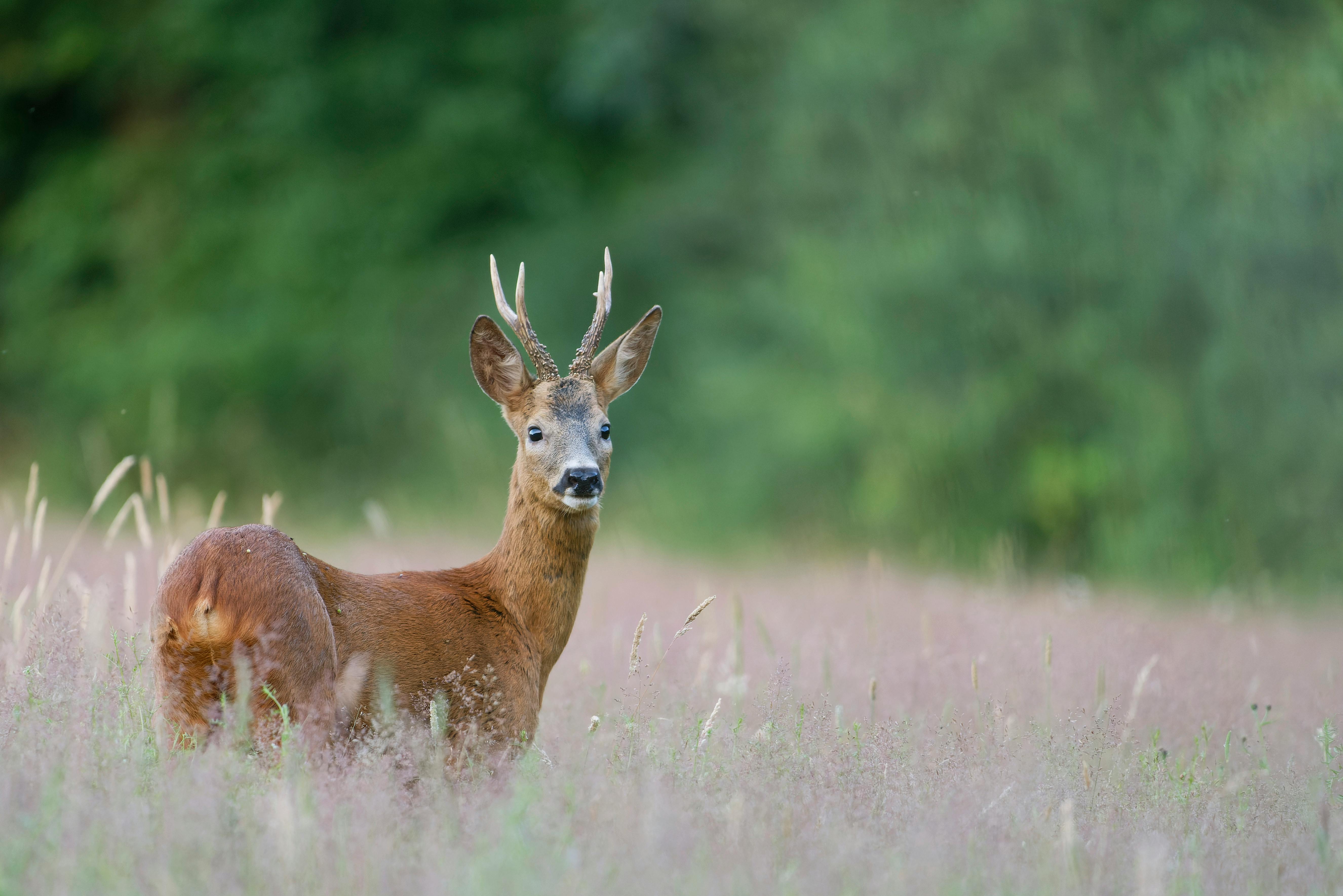 grátis Um veado solitário está graciosamente em um prado sereno, cercado por uma vegetação exuberante. Foto profissional