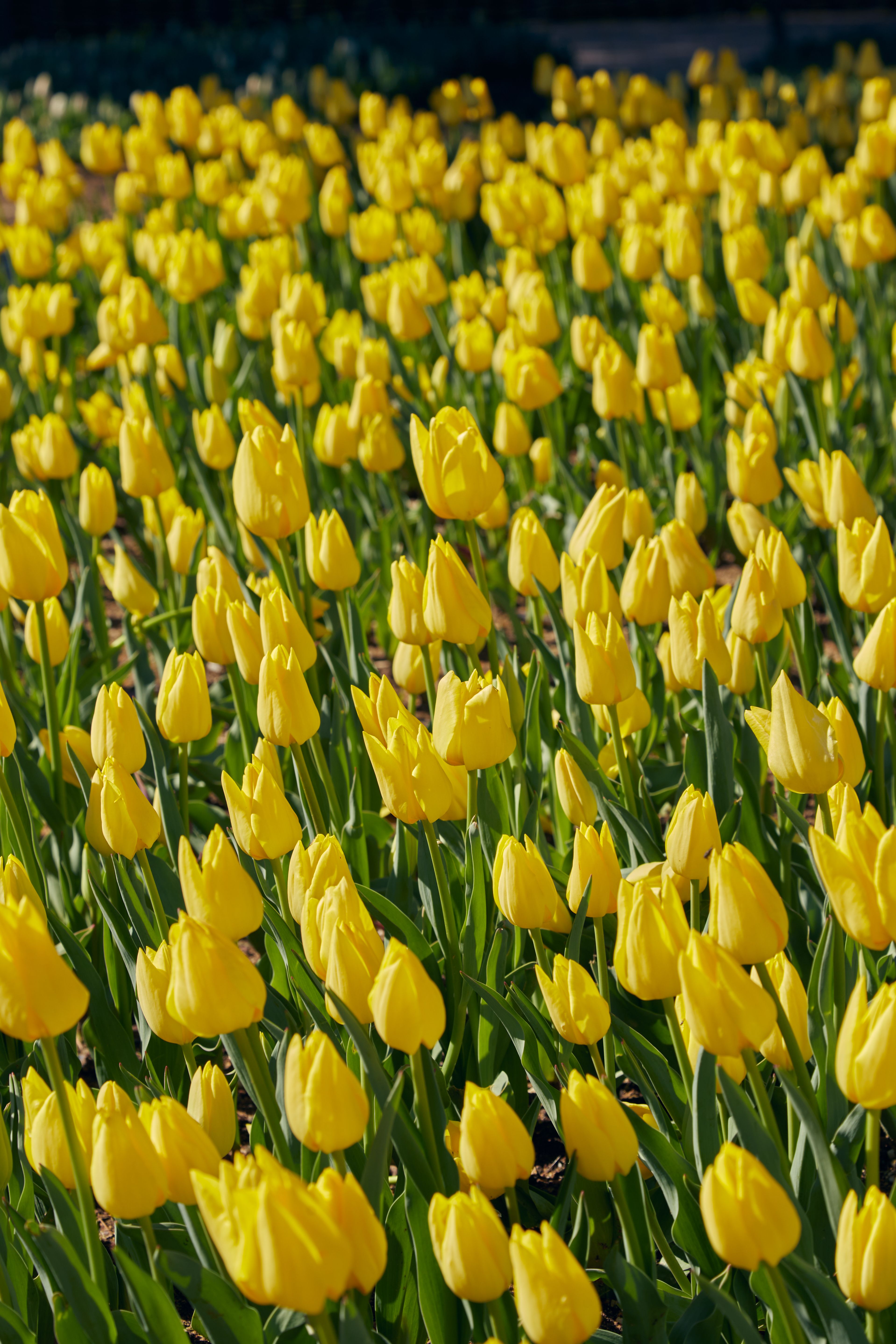 Vibrant Field of Yellow Tulips in Bloom · Free Stock Photo