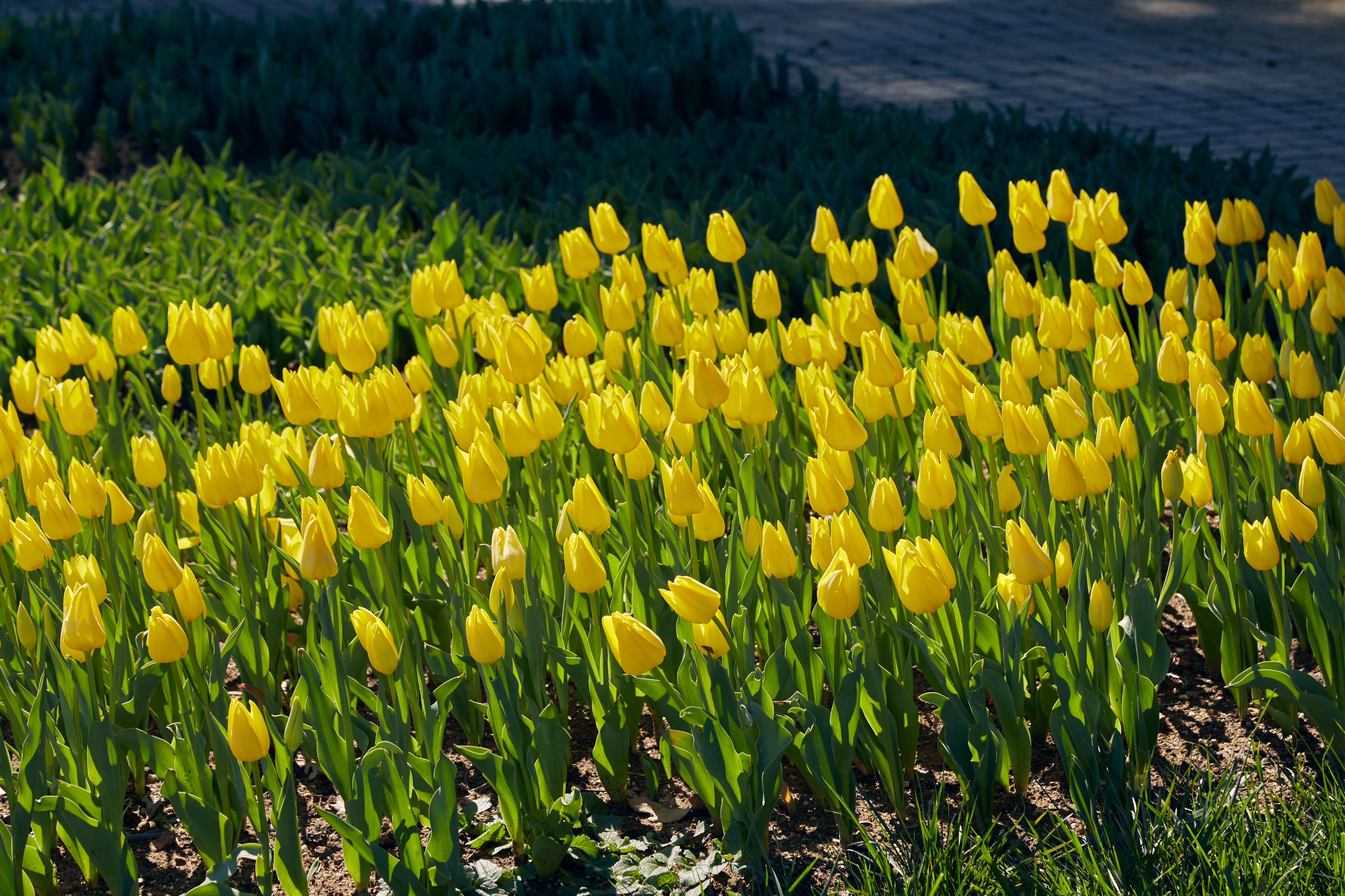 Vibrant Yellow Tulips Blooming in Spring · Free Stock Photo