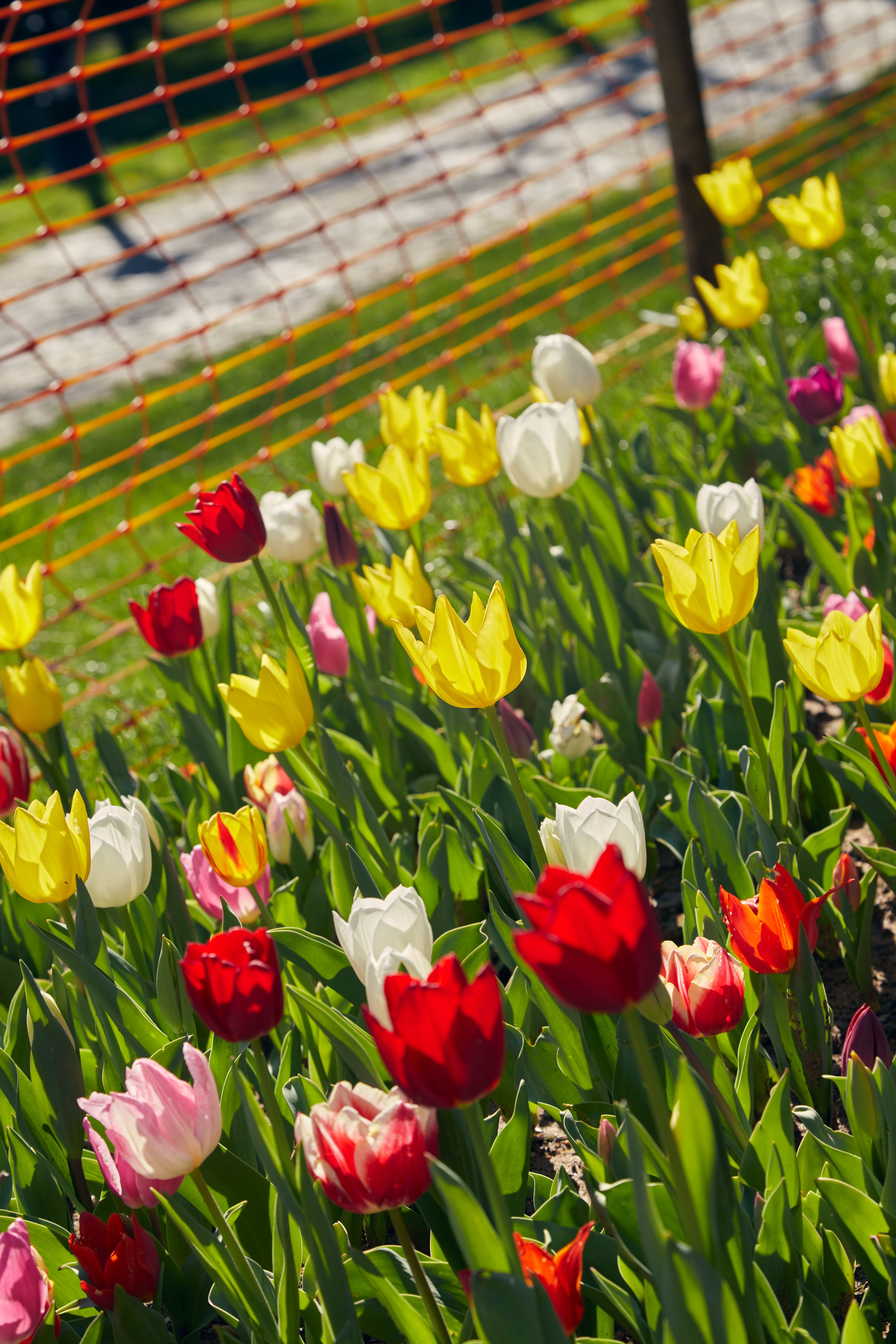 Vibrant Spring Tulips in a Garden Setting · Free Stock Photo