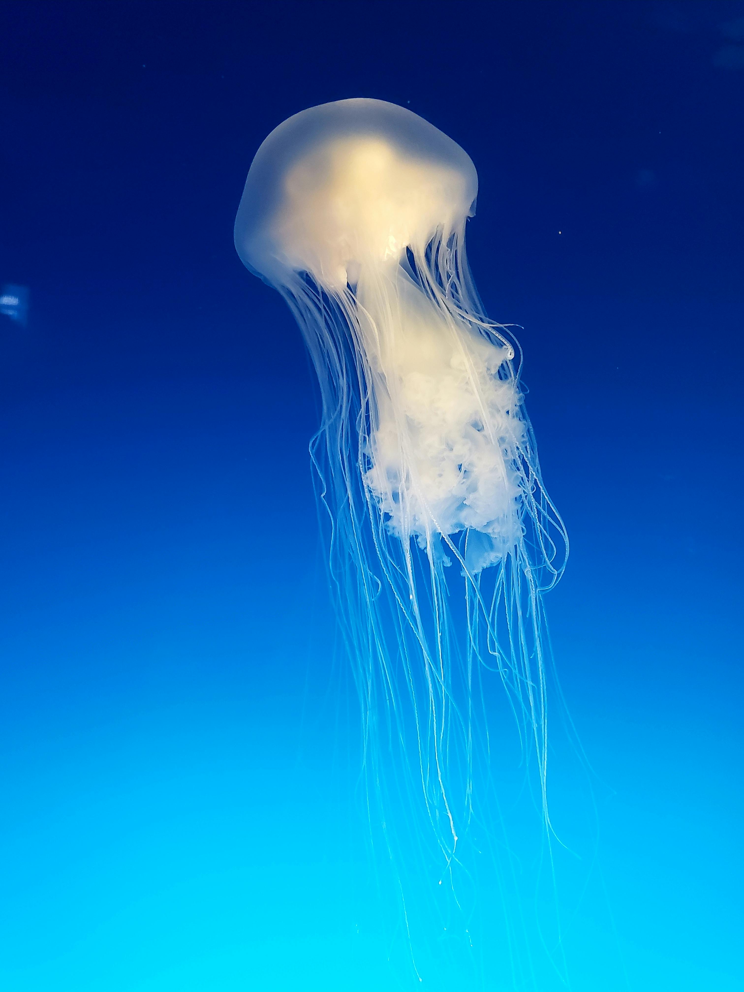 jellyfish-underwater-free-stock-photo