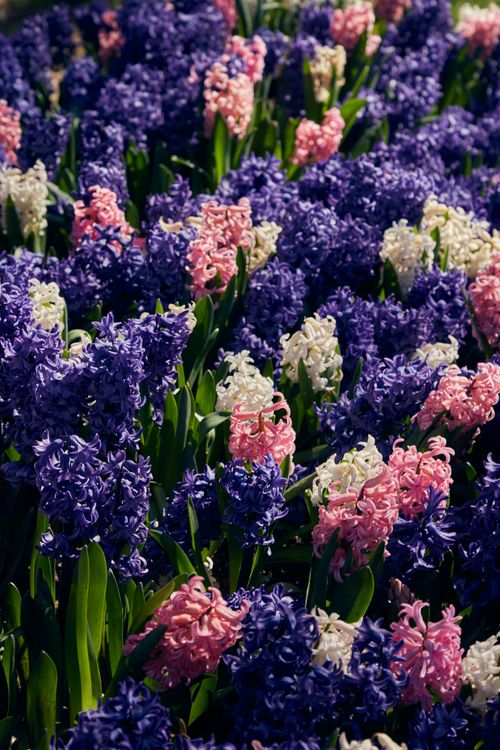 Free A colorful array of purple, pink, and white hyacinths in a garden setting. Stock Photo