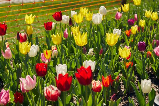 Colorful tulips in full bloom under the spring sun, showcasing vibrant natural beauty.