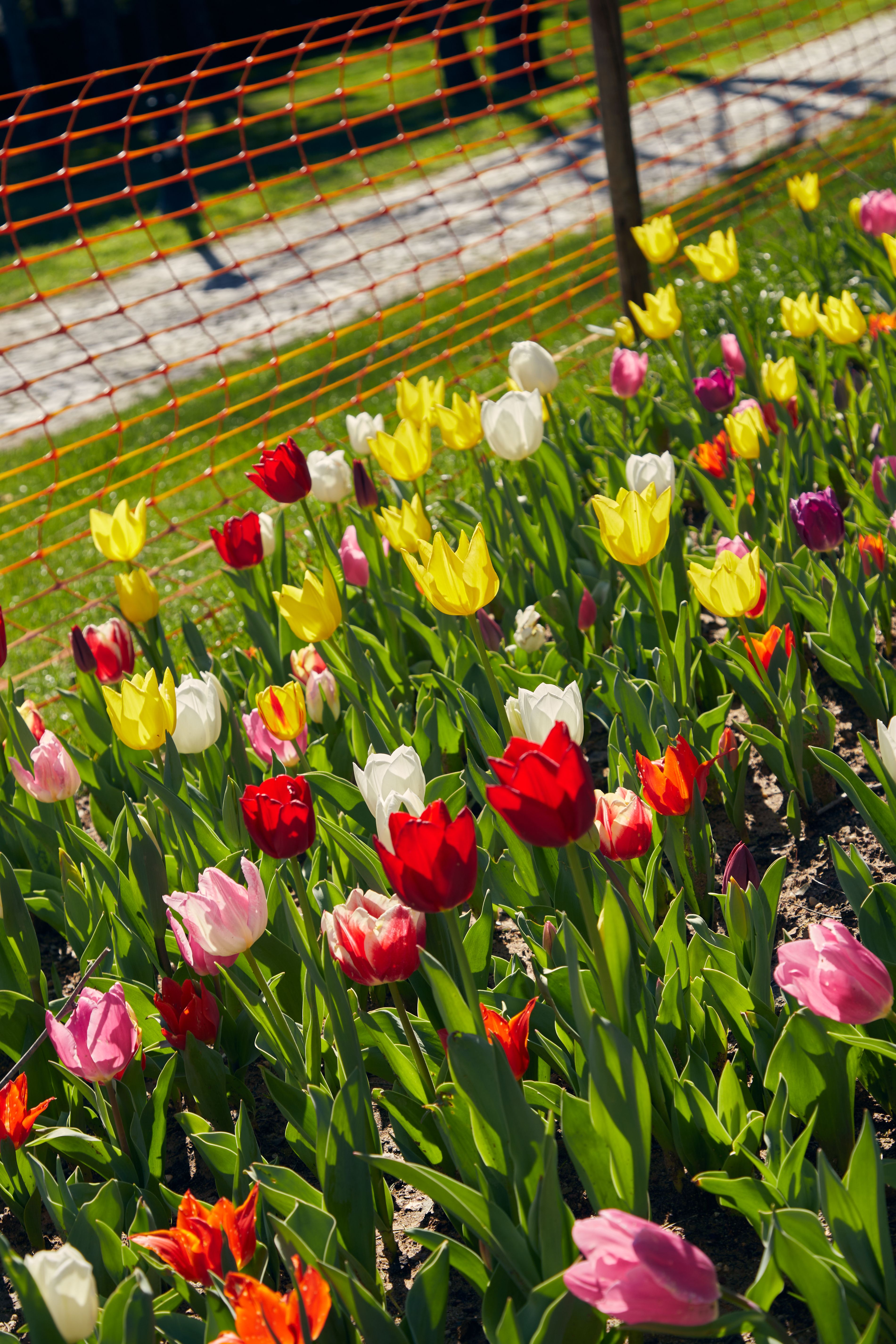 Vibrant Tulip Garden in Full Bloom · Free Stock Photo