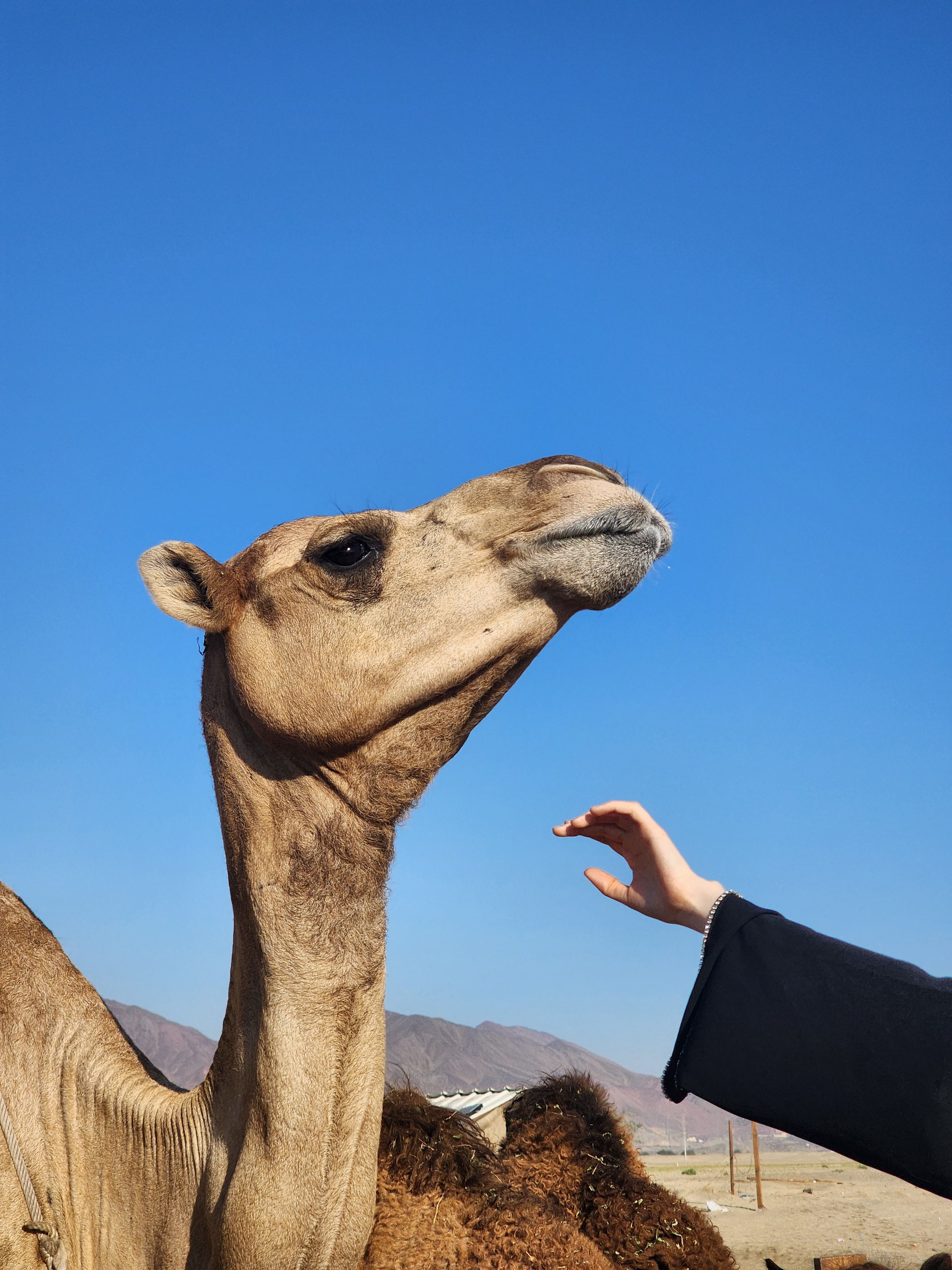 Camel Encounter in Desert Landscape · Free Stock Photo