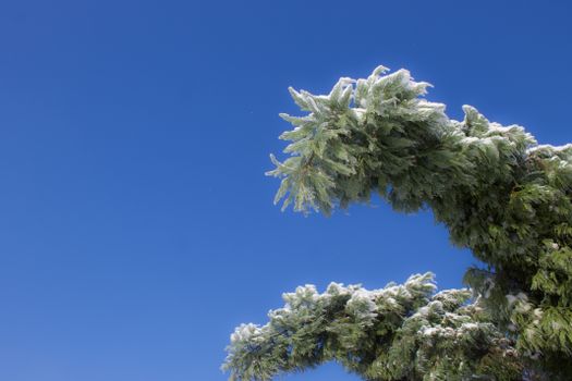 A snow-covered pine branch stretches against a vivid blue sky, showcasing a cold winter day.