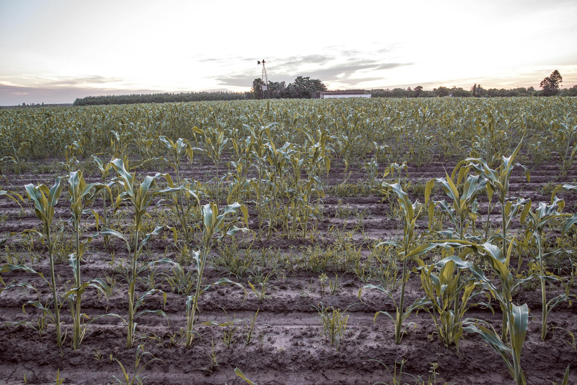 A vast cornfield stretching into the horizon under a soft sunset sky, symbolizing rural agriculture.