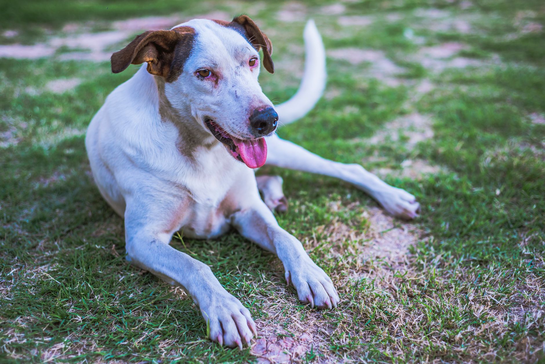 A dog undergoing diagnostic blood testing at a veterinary clinic