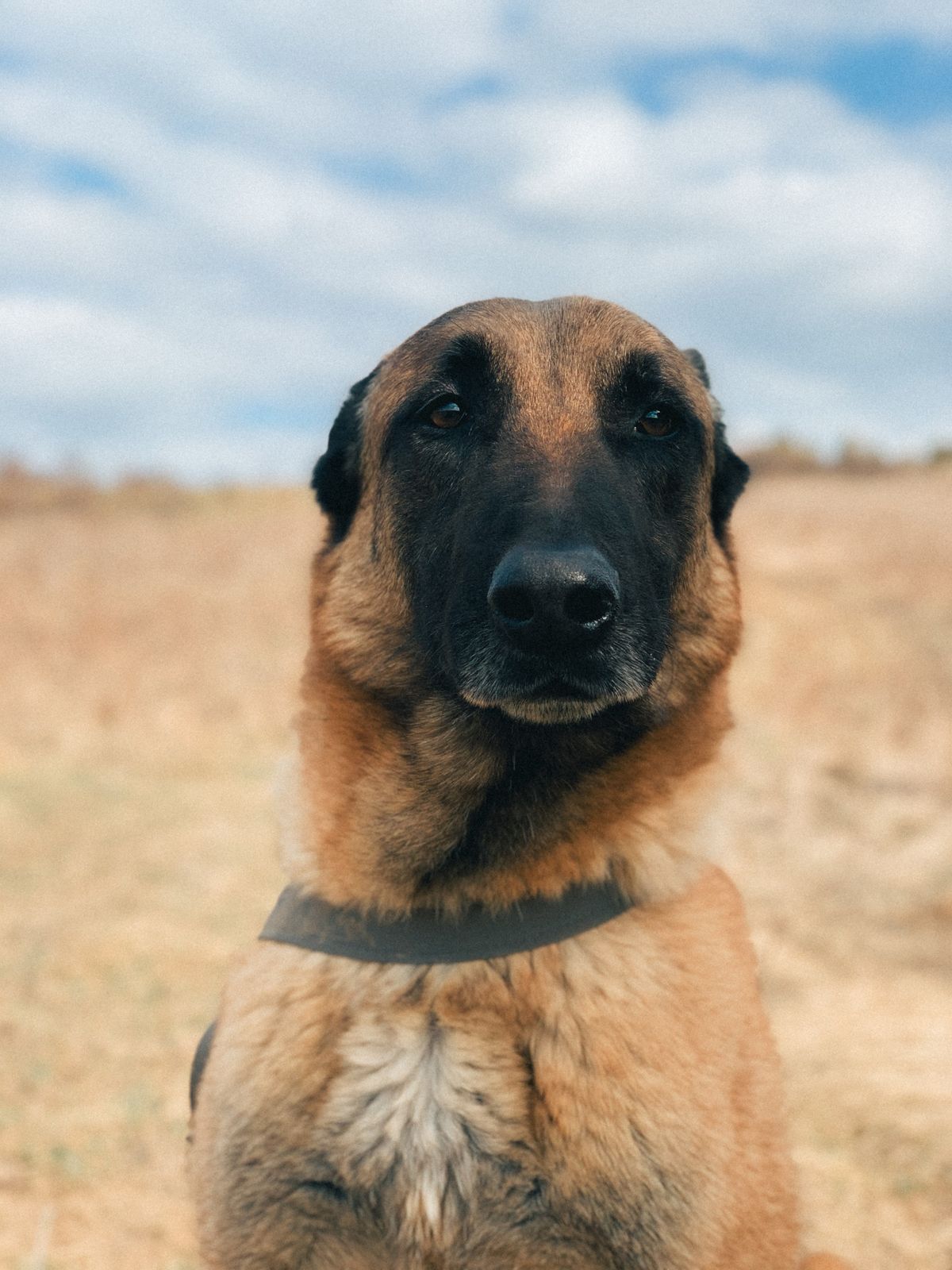 Berger belge malinois fauve à masque noir assis dans un champ, regard intense