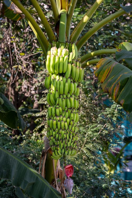 Free Lush green bananas growing in Bhadrachalam, Andhra Pradesh, India, amid lush foliage. Stock Photo