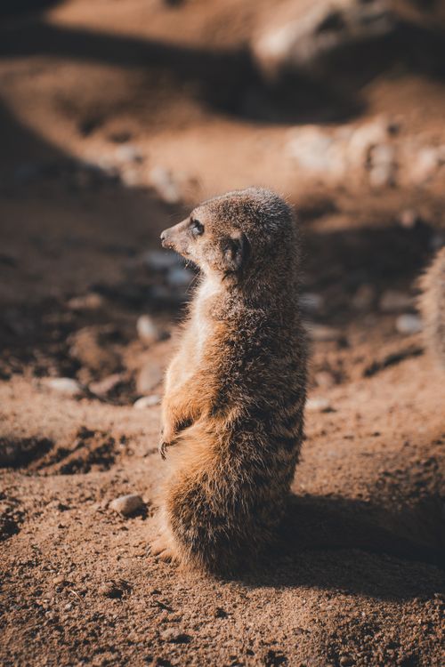 Free A meerkat standing alert on sandy ground at Augsburg Zoo, Germany. Stock Photo
