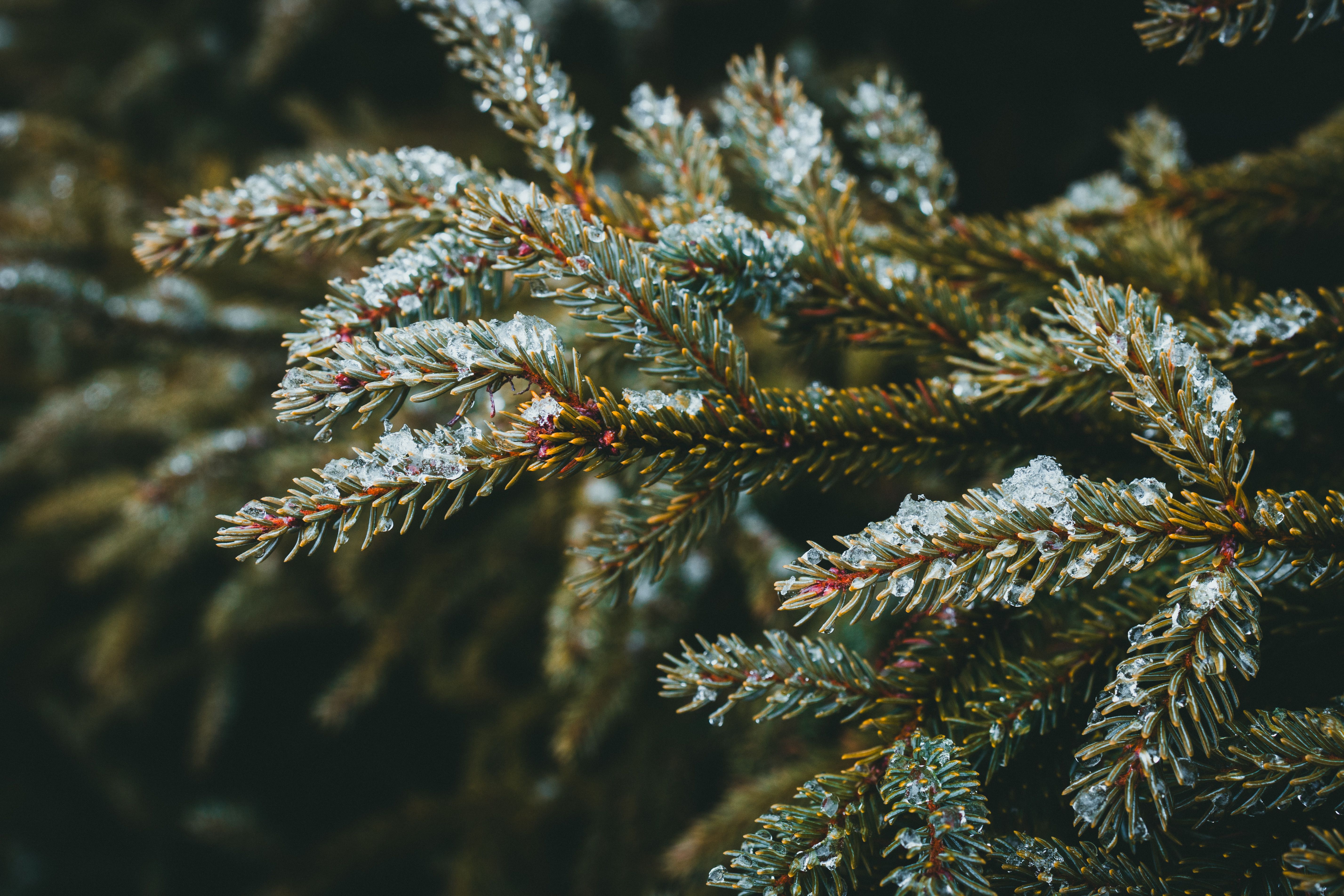 Frost-Covered Pine Needles in Winter Close-Up · Free Stock Photo