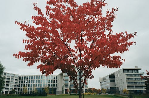 붉은 잎이 많은 나무