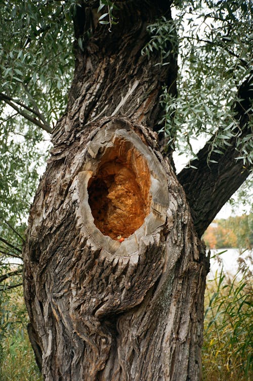 Free Close-Up Photo Of Tree Stock Photo