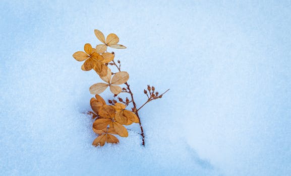 Brown dried flowers emerging from fresh white snow, illustrating contrast in winter nature.
