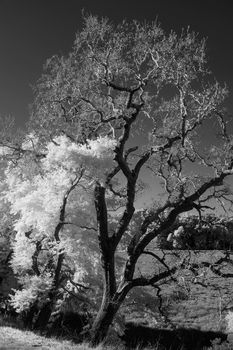 Infrared photography of a tree in a serene natural setting.