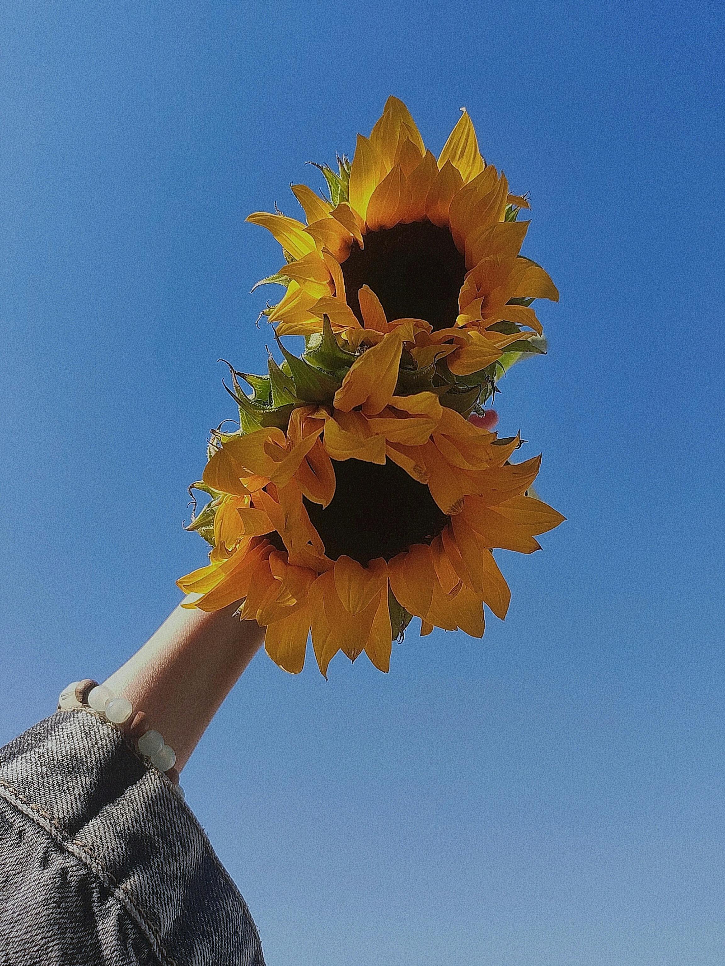 Hand holding bright sunflowers against a clear blue sky, symbolizing summer.