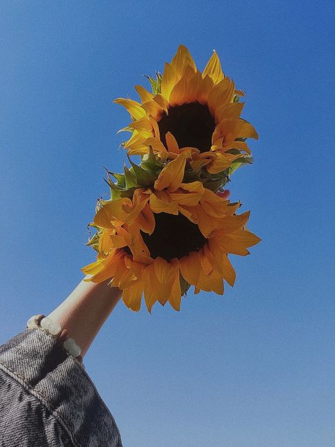 Hand holding bright sunflowers against a clear blue sky, symbolizing summer.