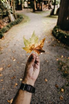 Person holding a colorful autumn leaf on a forest path, symbolizing the beauty of fall.