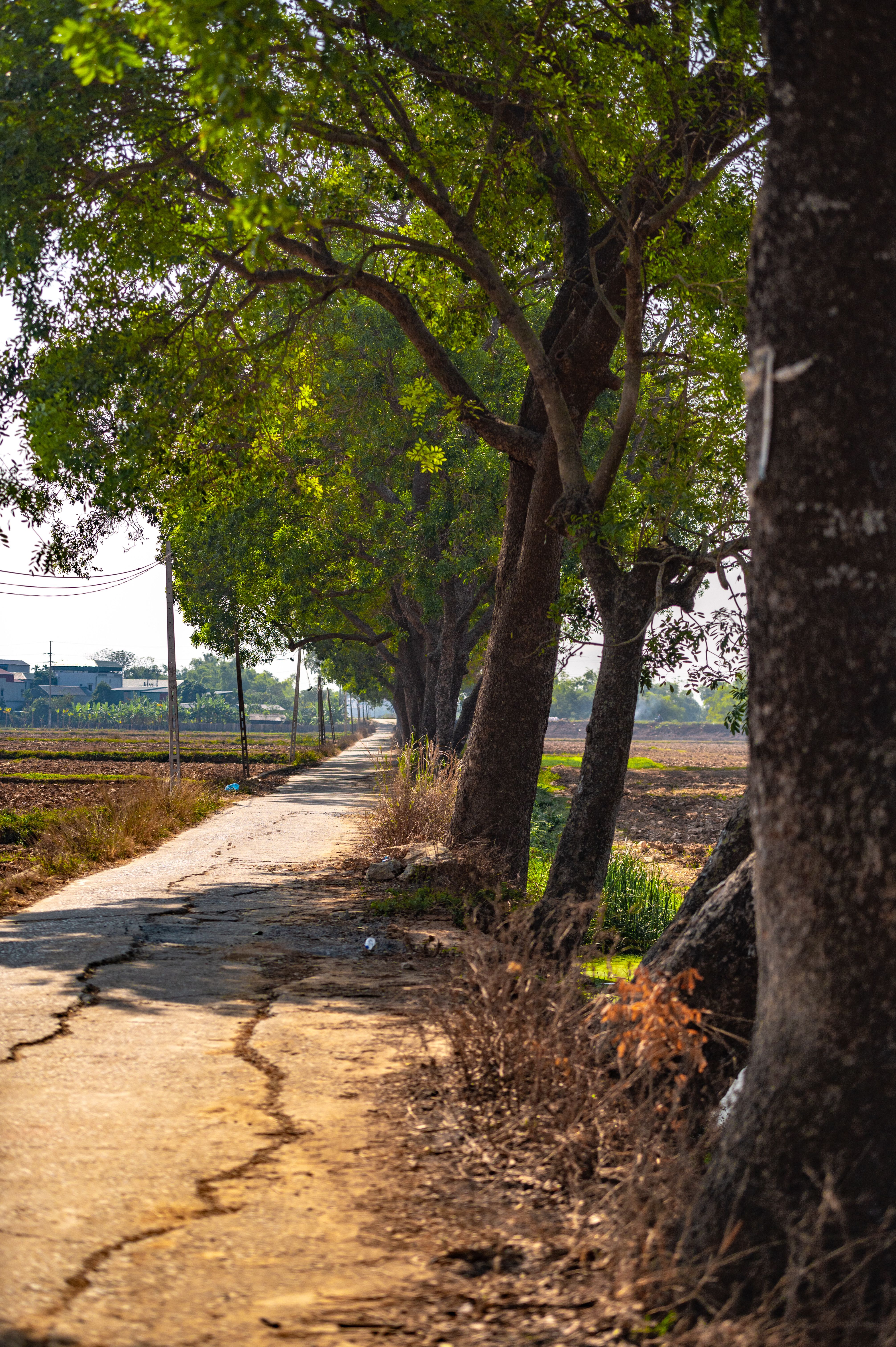Scenic Rural Road Through Lush Greenery · Free Stock Photo
