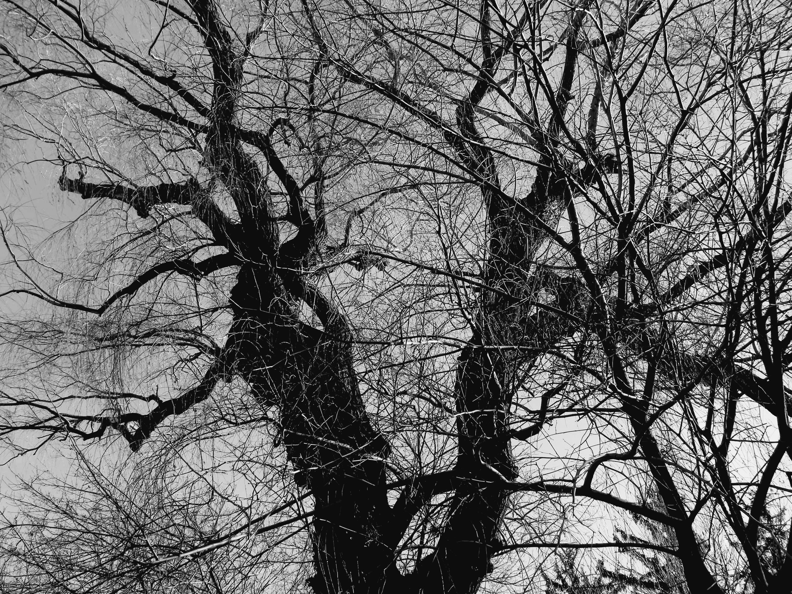 Black and White Silhouette of Leafless Winter Tree · Free Stock Photo
