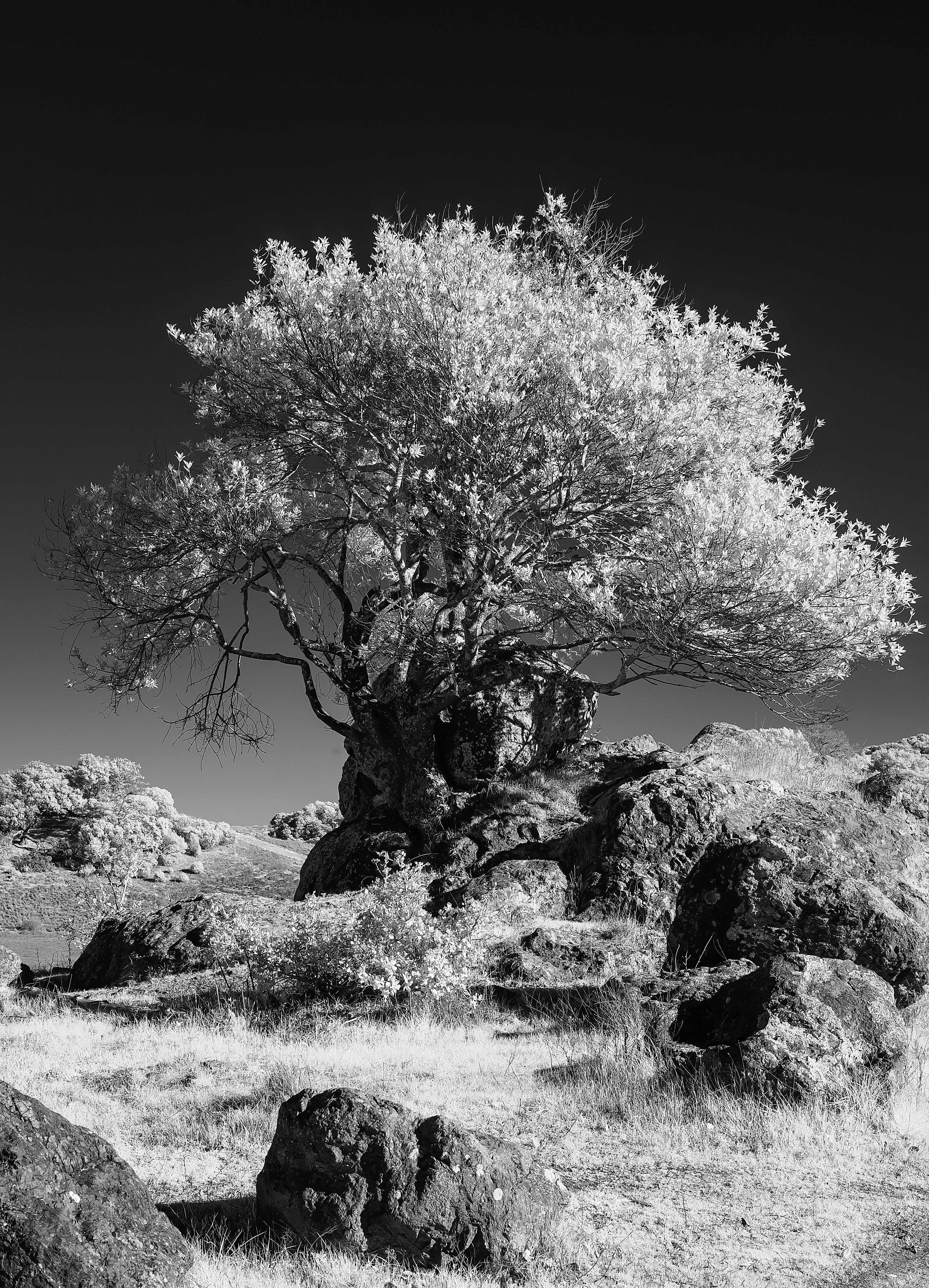 Black and white infrared photo of a striking tree on rocky terrain, showcasing a stark contrast against the clear sky.