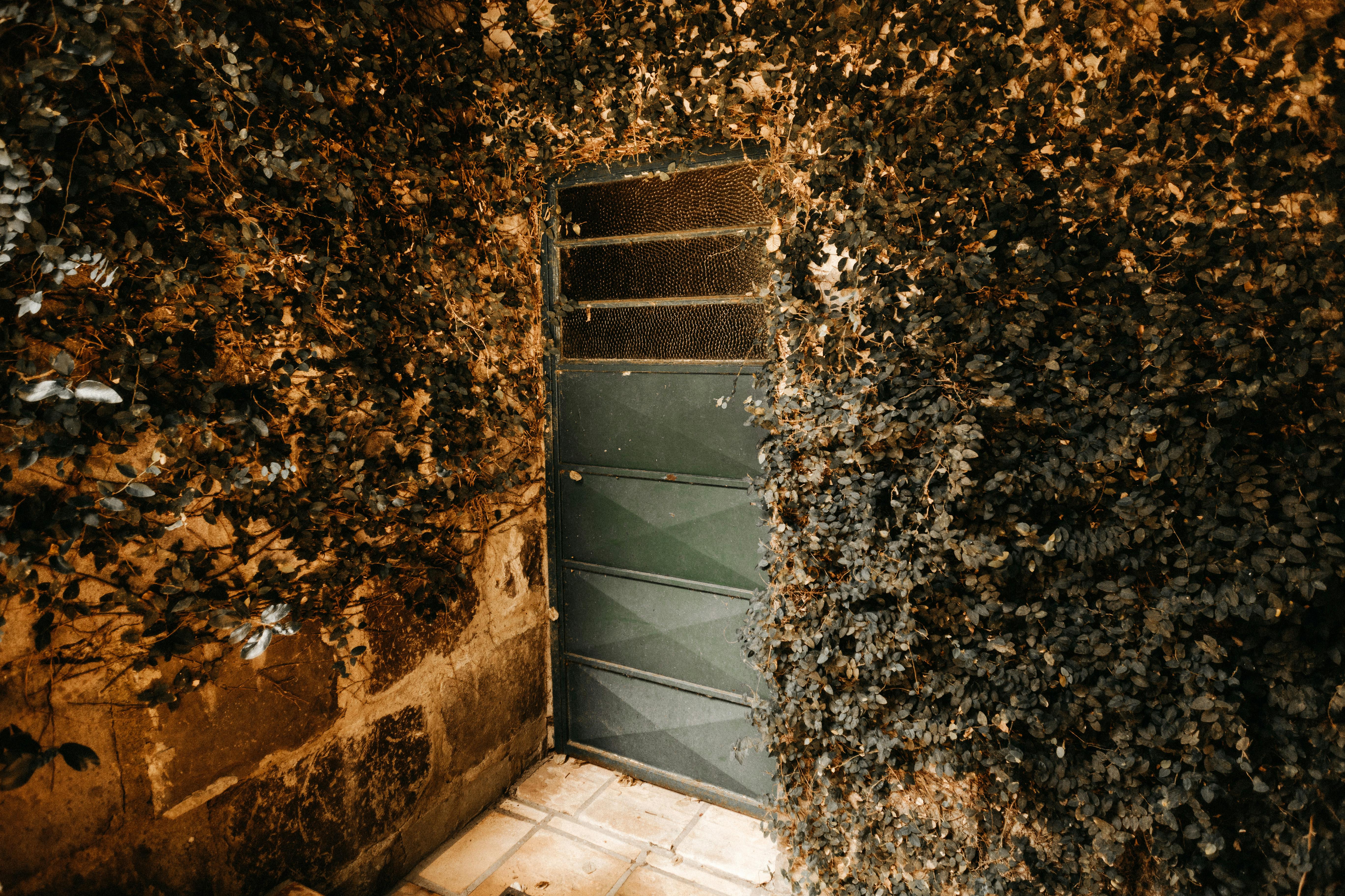 茂密的常春藤环绕着质朴的绿色门，营造出复古的氛围