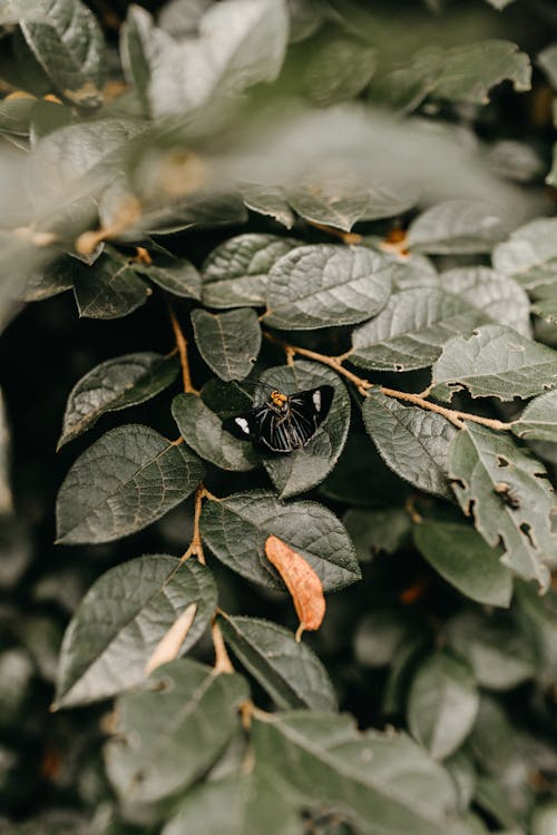 Black Butterfly On Leaves