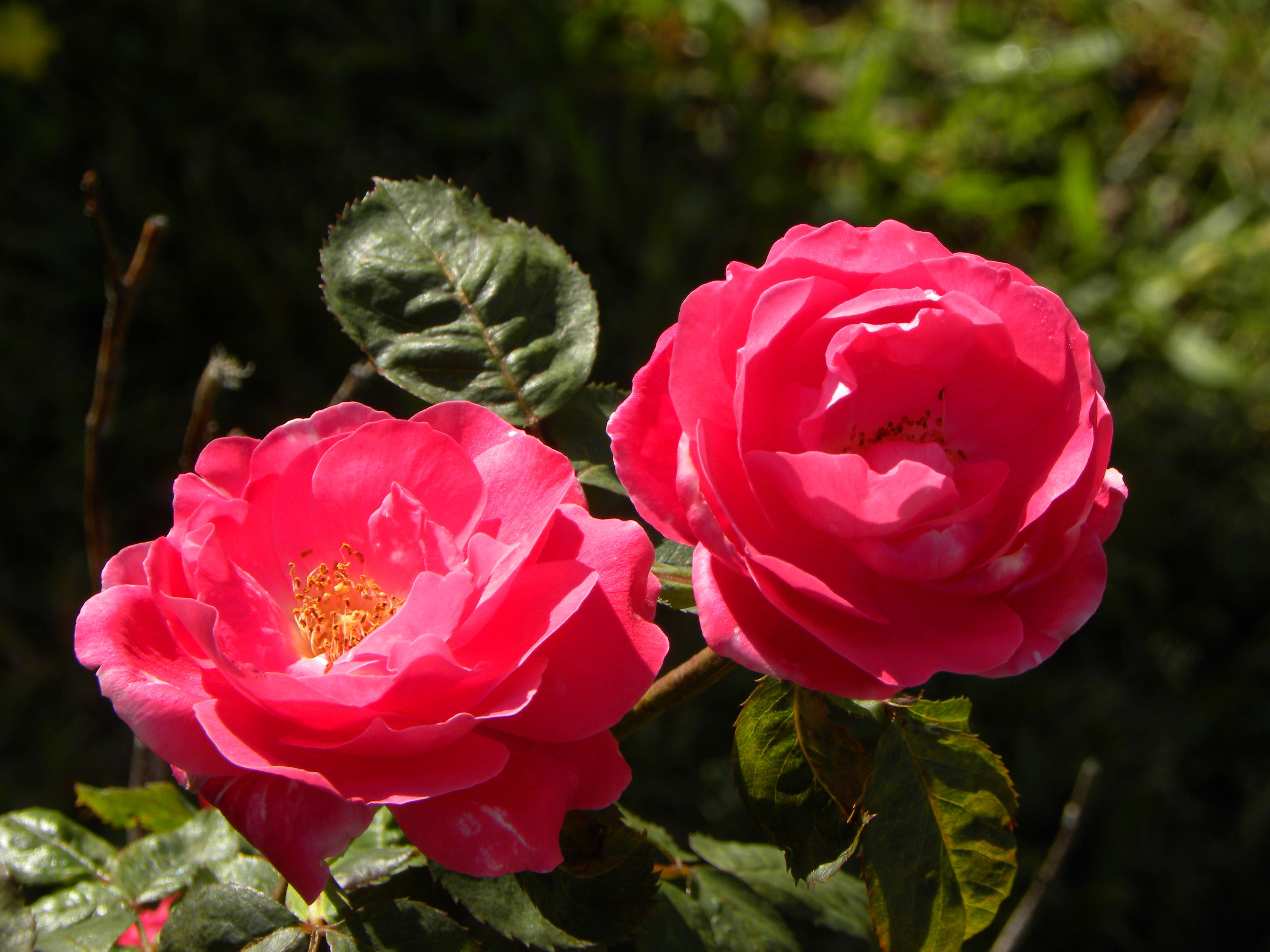 Vibrant Pink Roses in Bloom Outdoors · Free Stock Photo