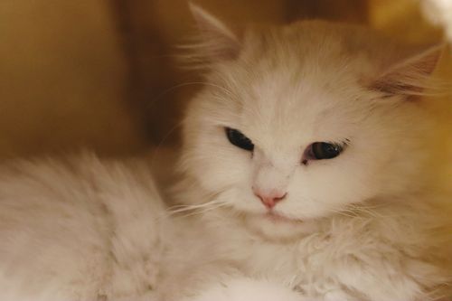 Free Close-up of a fluffy white cat resting indoors, showcasing its soft fur and calm demeanor. Stock Photo