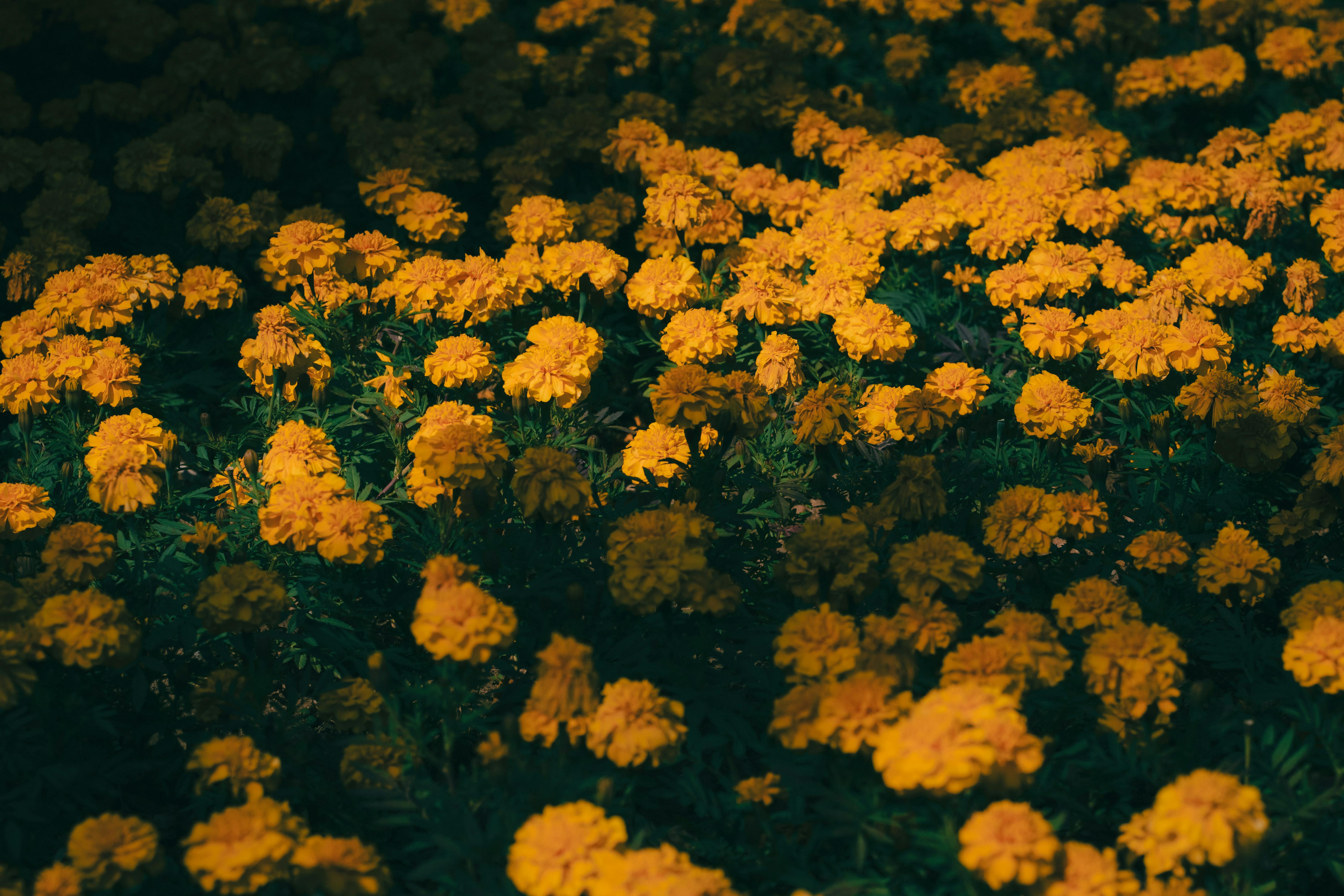 A field of vivid yellow marigold flowers under dappled sunlight in Xiamen, China.