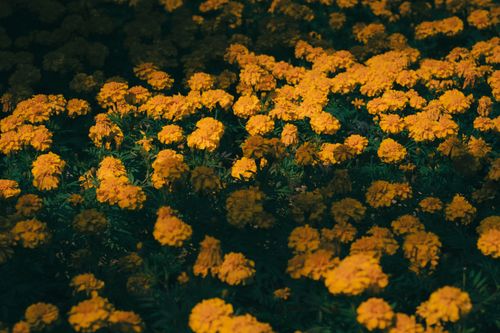 Free A field of vivid yellow marigold flowers under dappled sunlight in Xiamen, China. Stock Photo