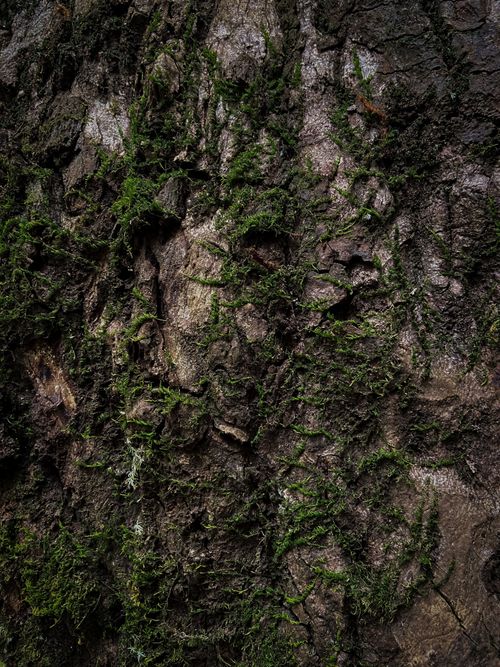 Free Detailed shot of moss-covered tree bark texture in Darjeeling, India. Stock Photo